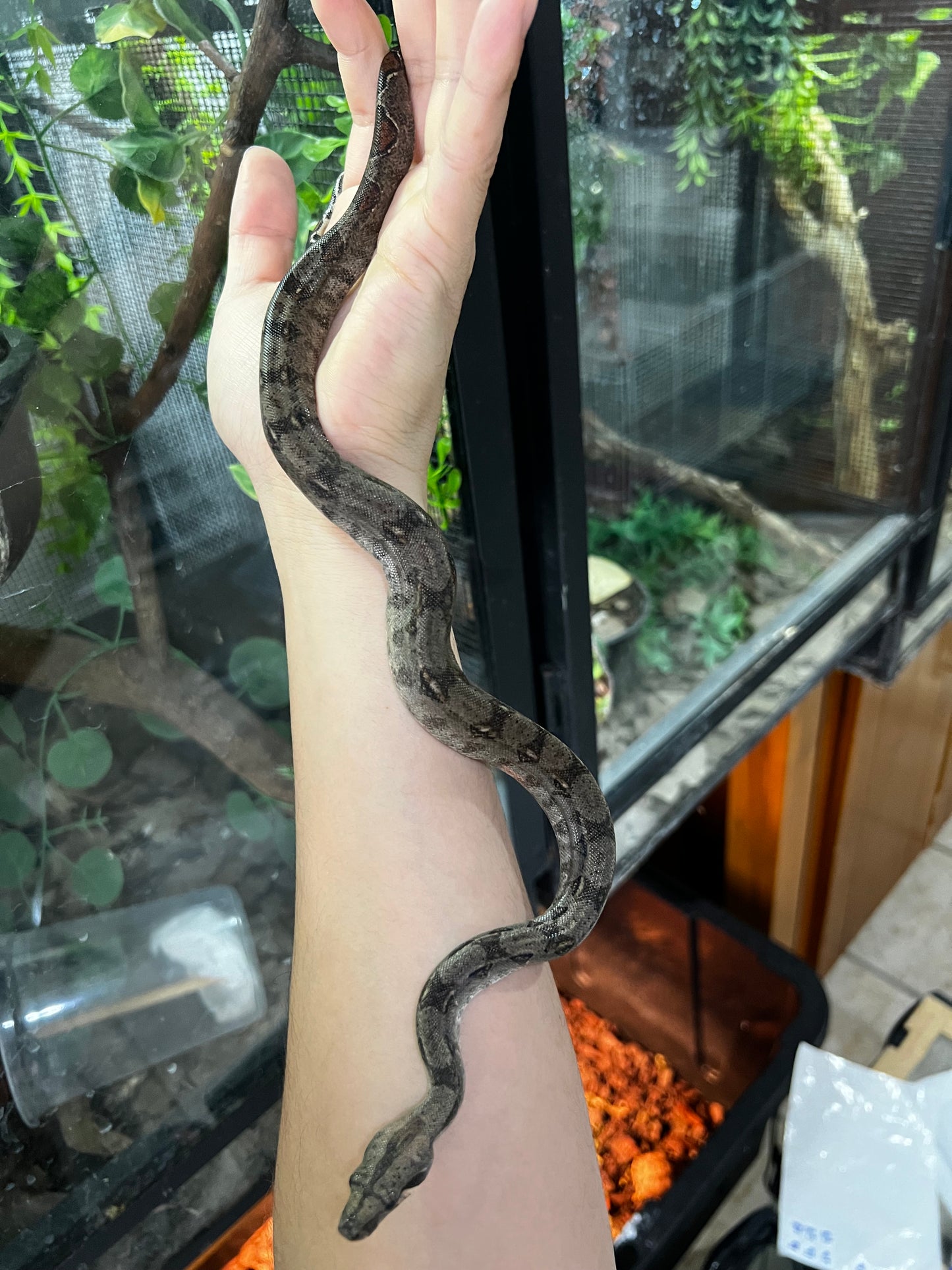 BOA MEXICANA LOCALIDAD VERACRUZ MACHO 81