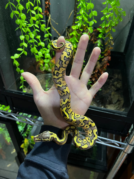 SÚPER PASTEL HET CLOWN 35