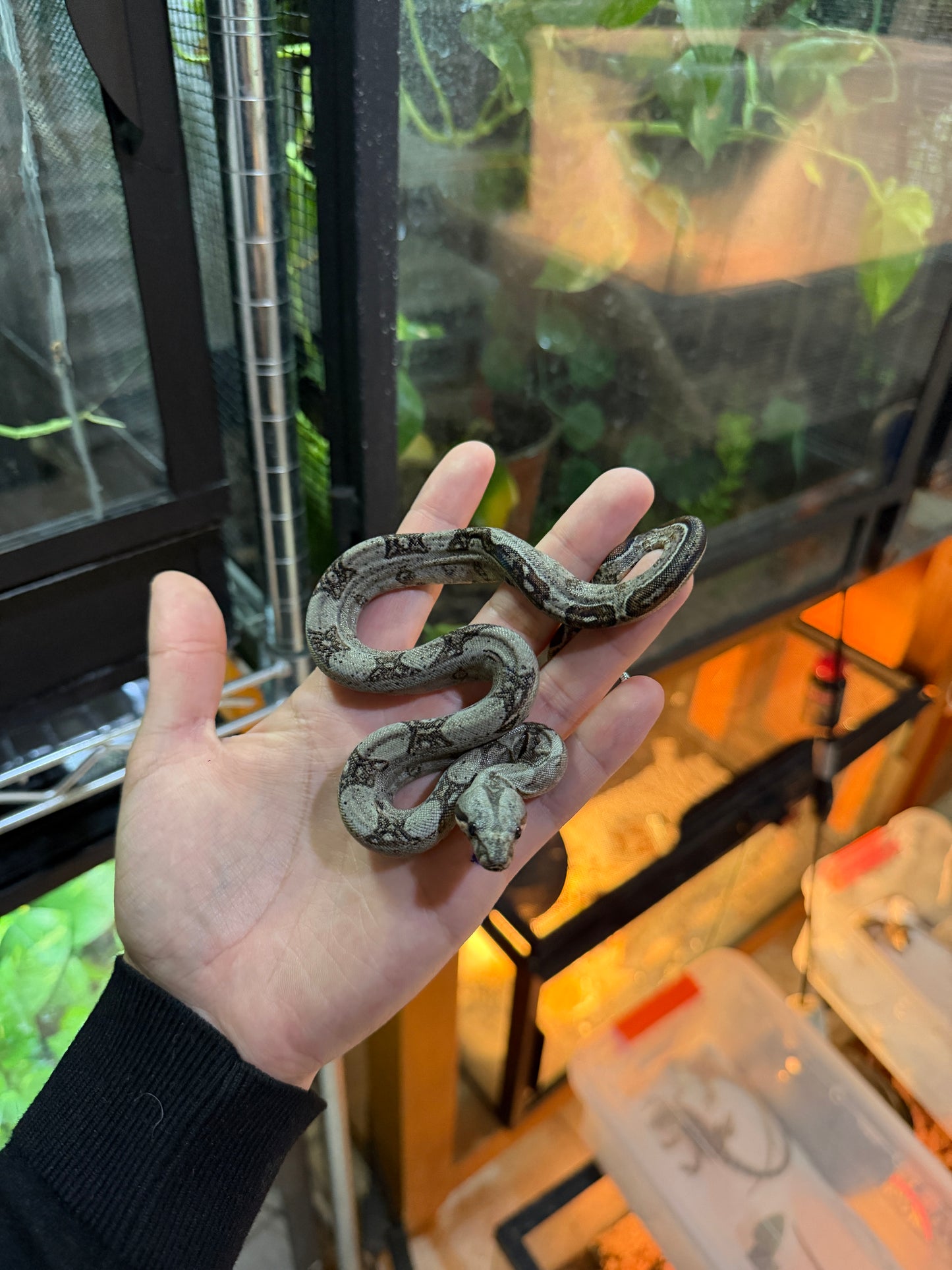 BOA MEXICANA LOCALIDAD SONORA MACHO SM3
