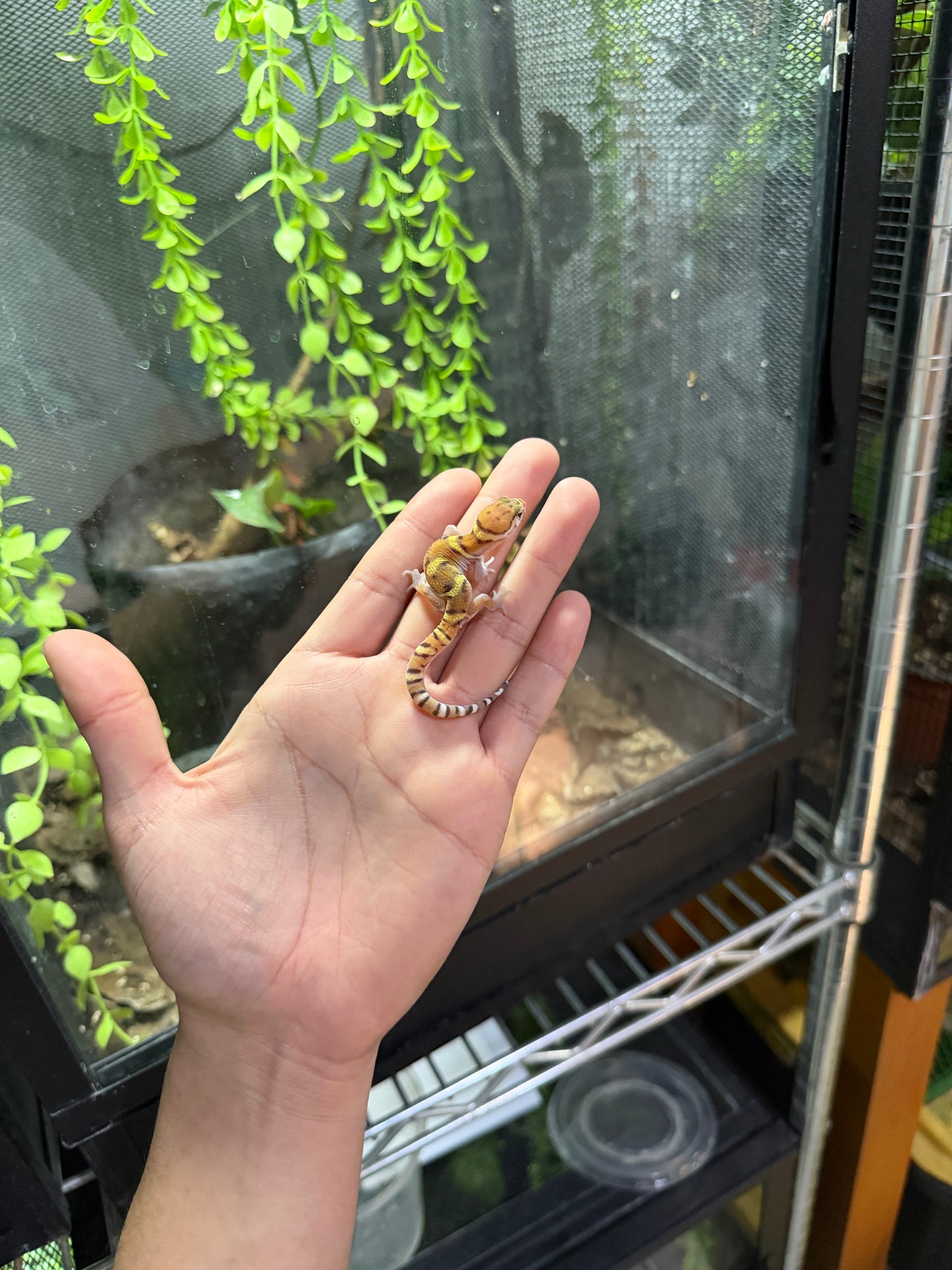 GECKO BANDEADO s/s (Coleonyx mitratus) 4