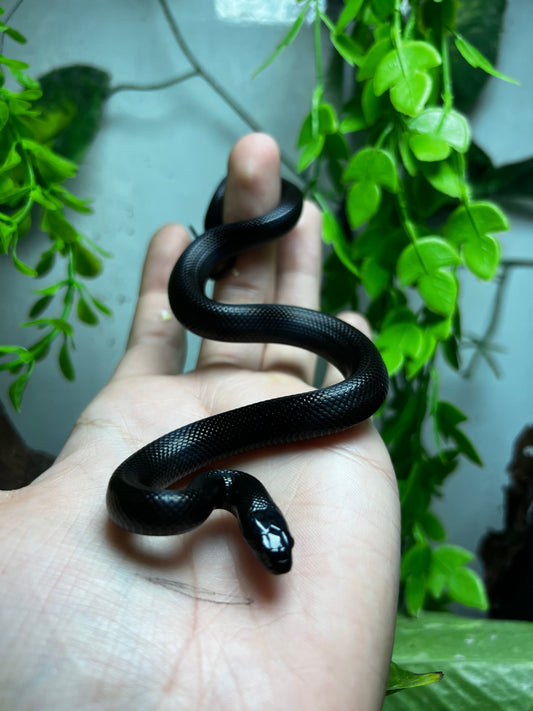 REY NEGRA MEXICANA HEMBRA 86