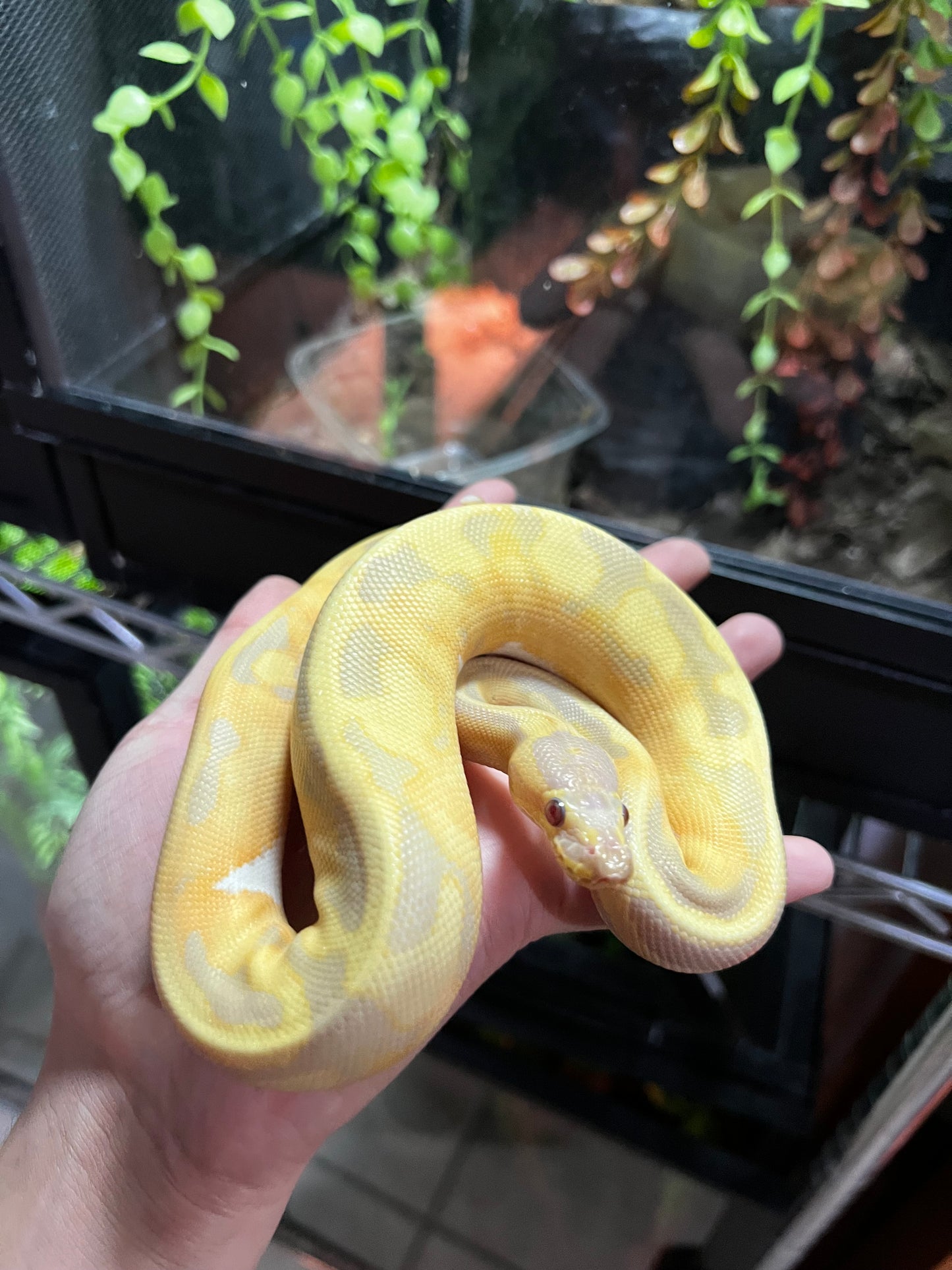 CANDY PIED MACHO 67