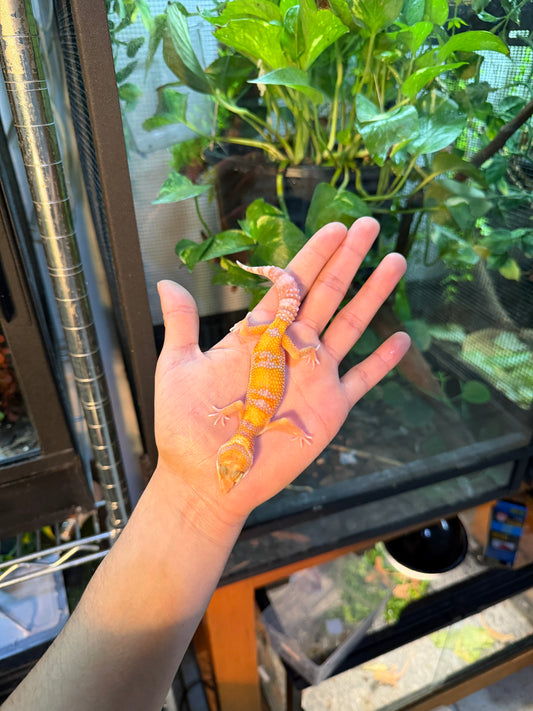 GECKO LEOPARDO RAINWATER HET TYPHOON 103