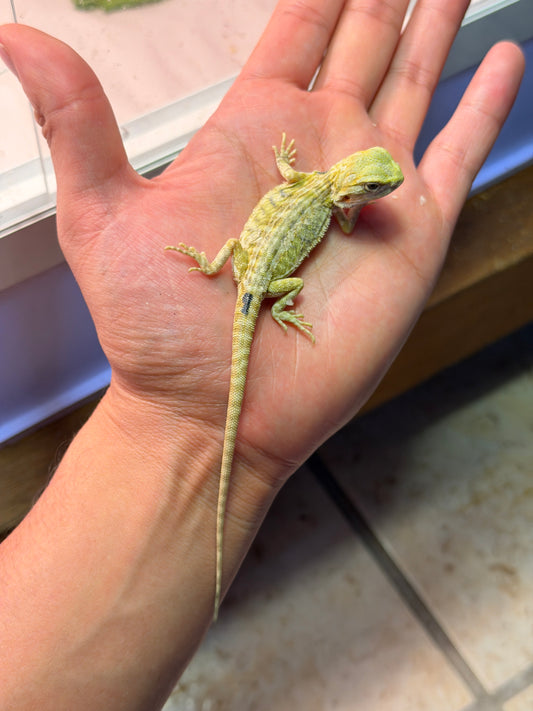 DRAGÓN BARBUDO HYPO CITRUS LEATHERBACK 9