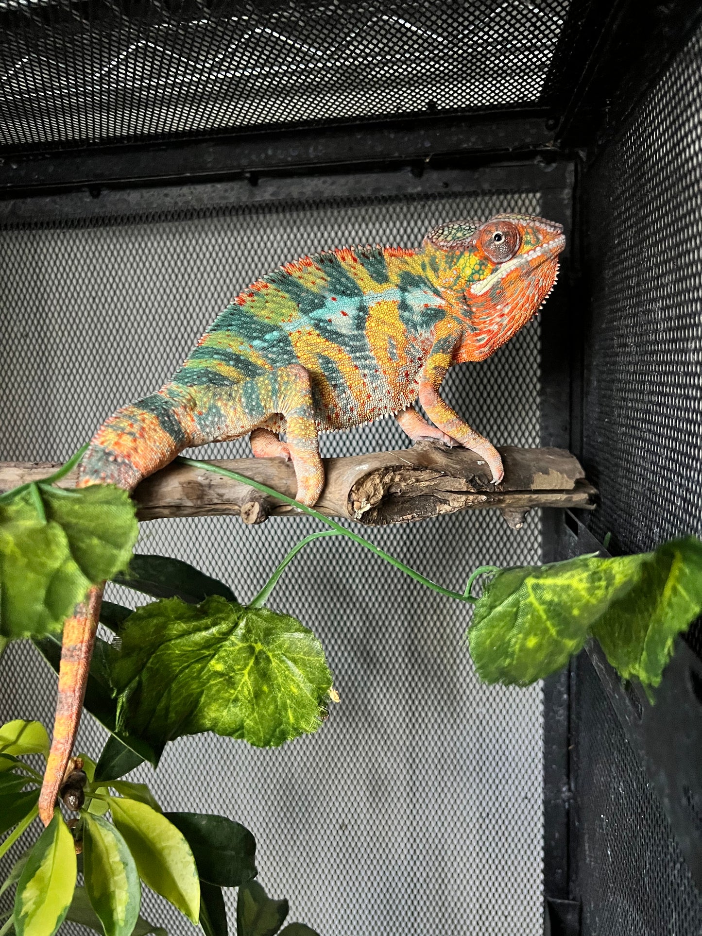 CAMALEÓN PANTERA RBBB