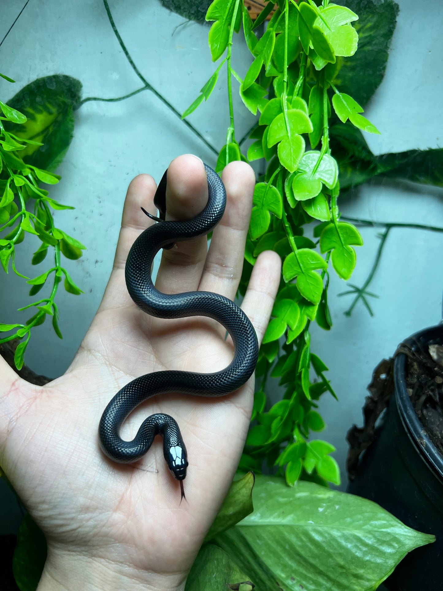 REY NEGRA MEXICANA HEMBRA 86