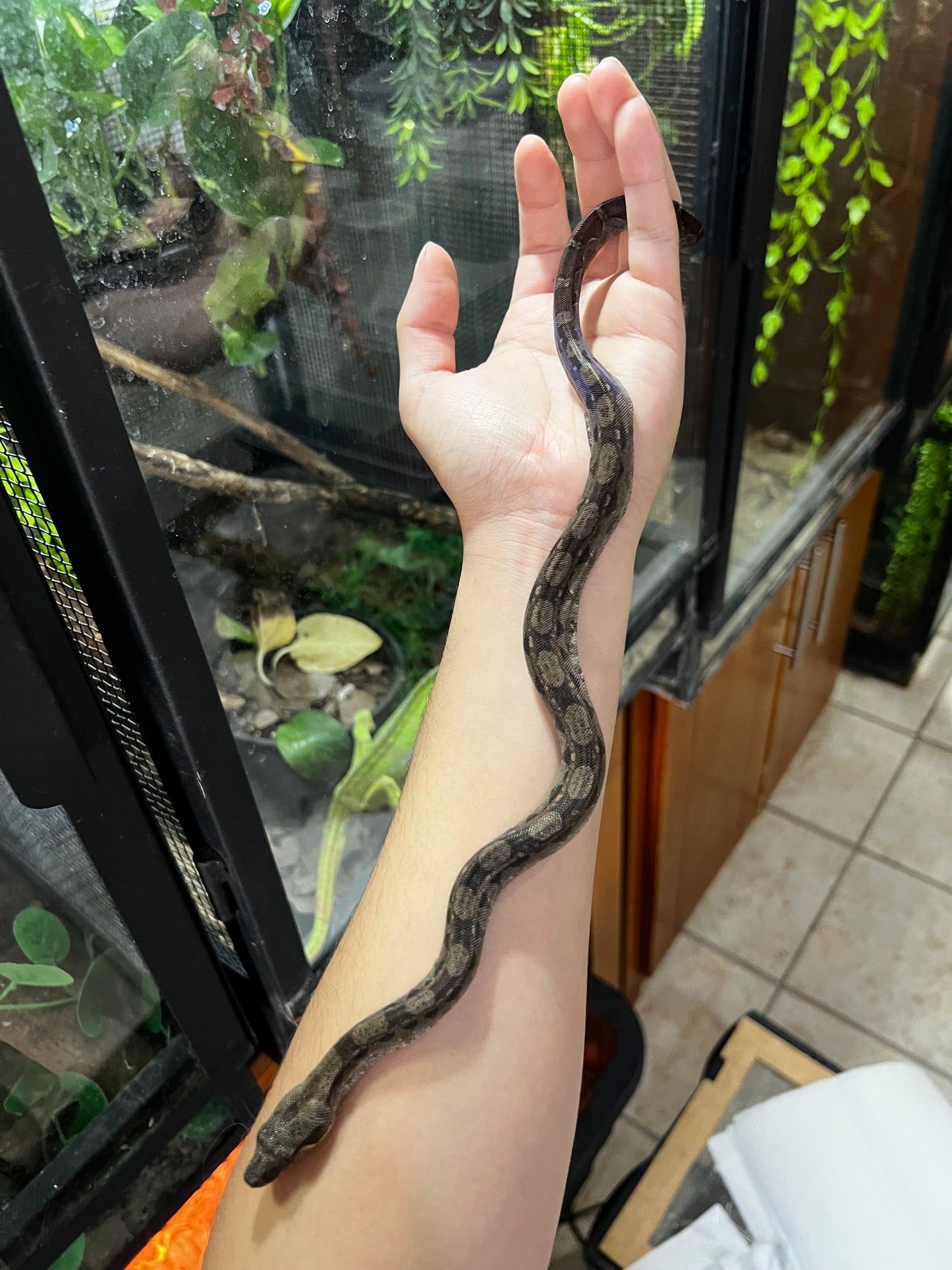 BOA MEXICANA LOCALIDAD VERACRUZ HEMBRA  85