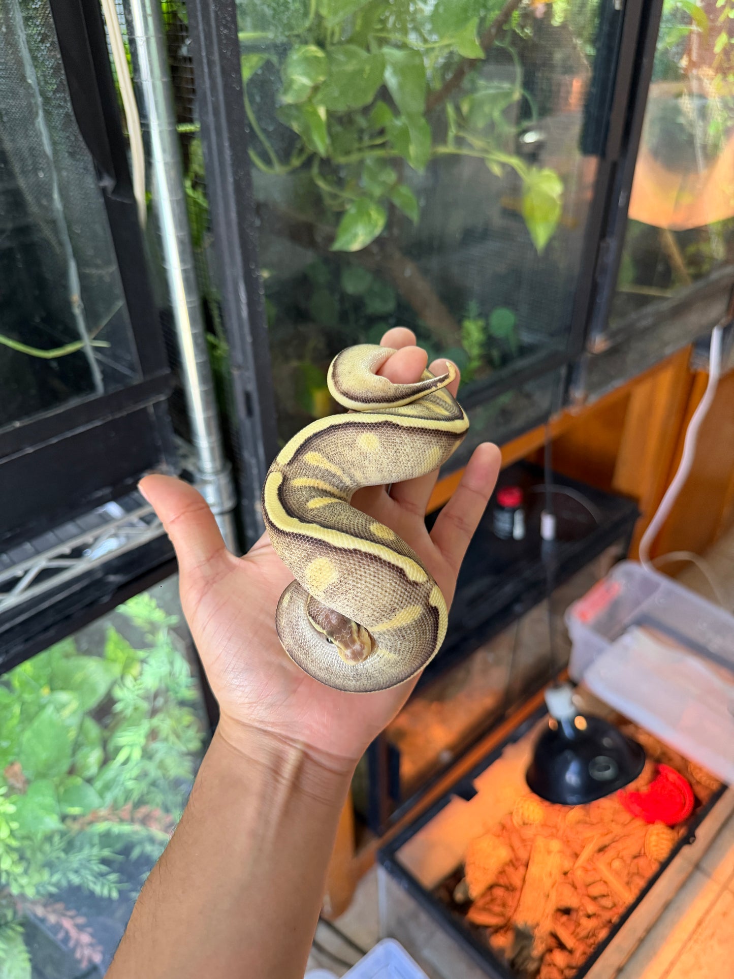 PITÓN BOLA GHI MOJAVE PASTEL YB/SPECTER HEMBRA. (CON MICROCHIP)