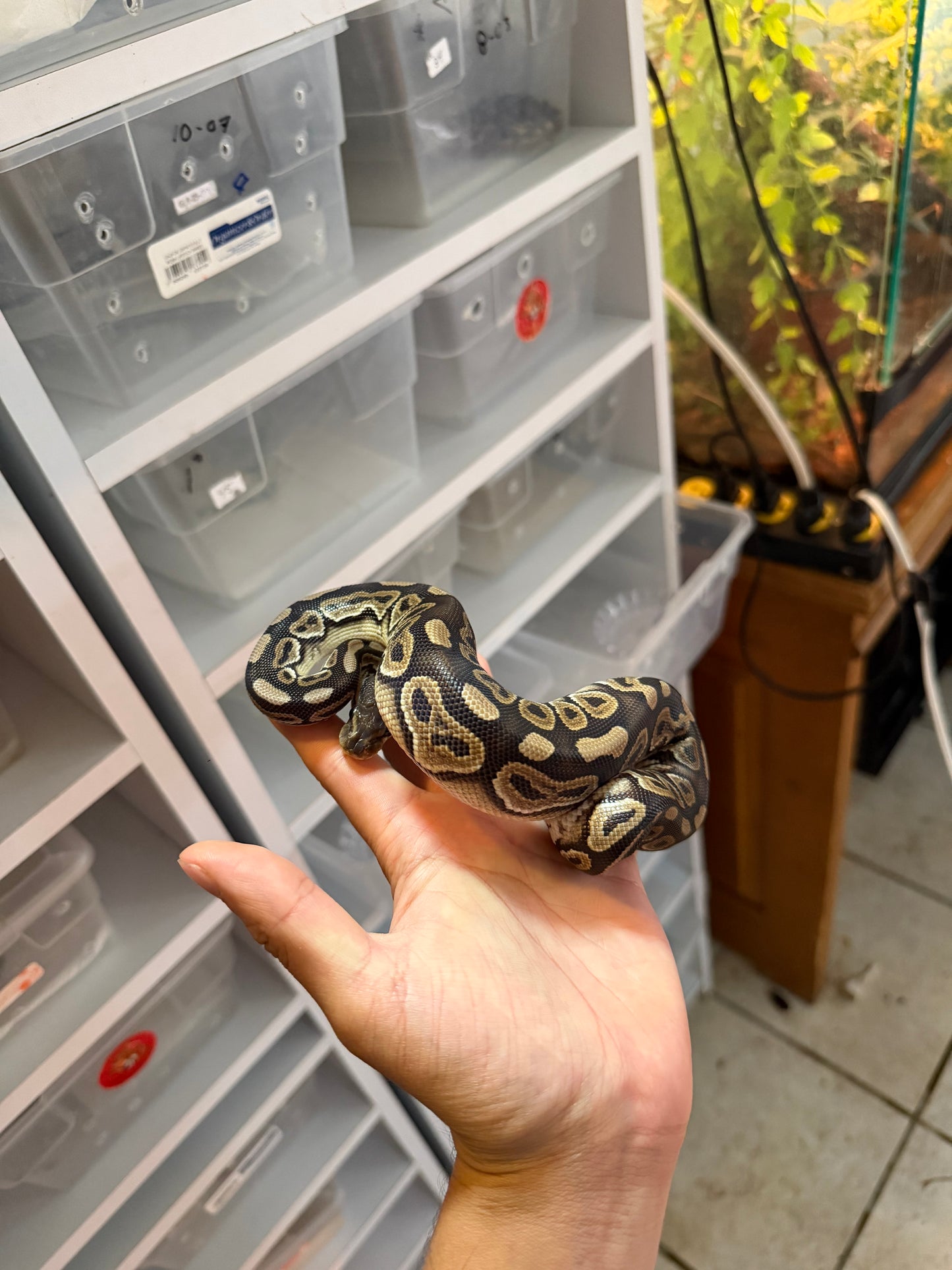 PITÓN BOLA CINNAMON HET CLOWN MACHO 1