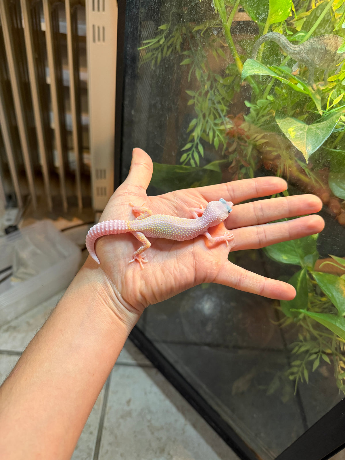 GECKO LEOPARDO BLIZZARD HET BELL INCUBADO PARA HEMBRA 113