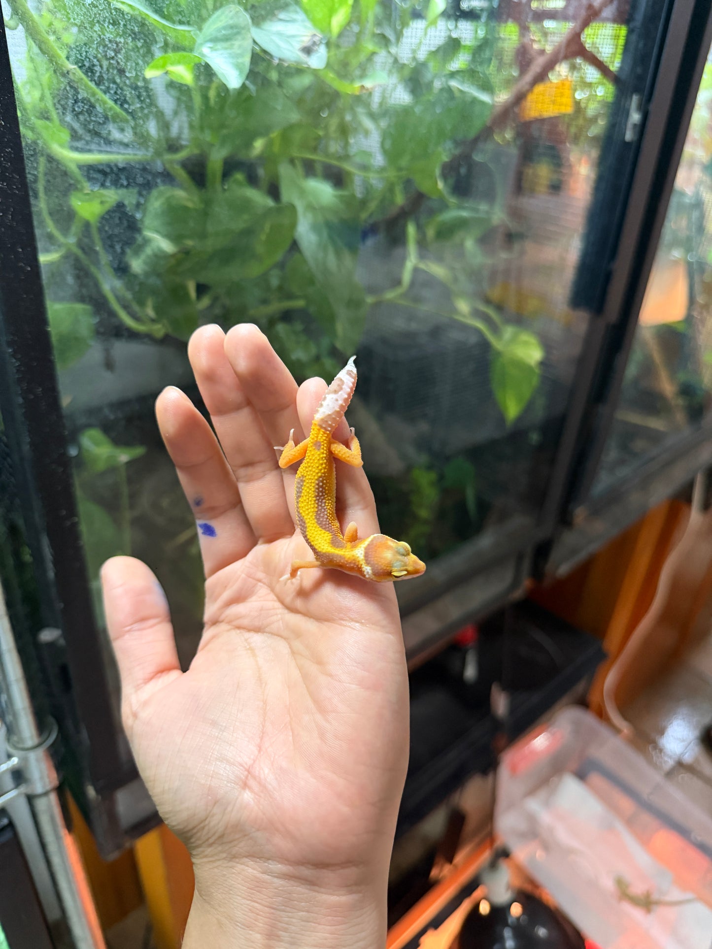 GECKO LEOPARDO TANGERINE ALBINO TREMPER REVERSE STRIPE 67