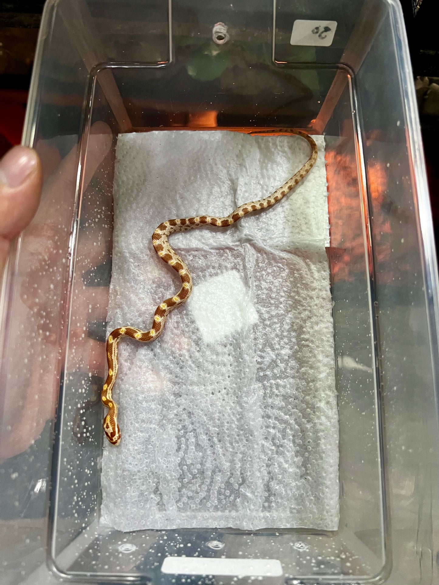 SERPIENTE MAICERA BUTTER MACHO 30