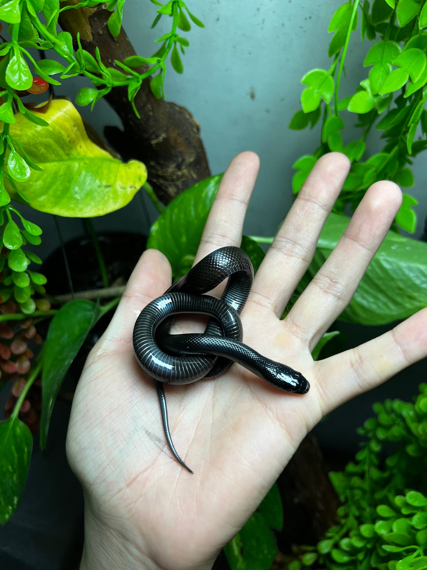 REY NEGRA MEXICANA MACHO 84