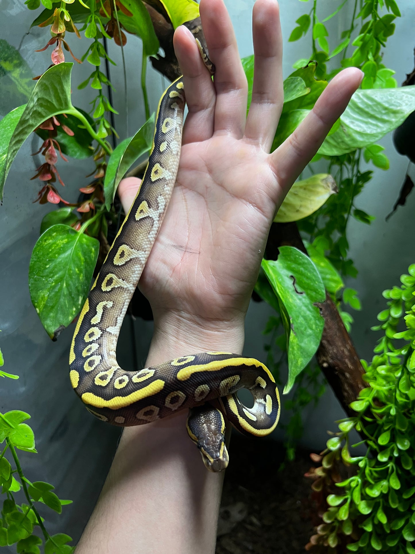 MOJAVE YELLOW BELLY HET CLOWN HEMBRA 90