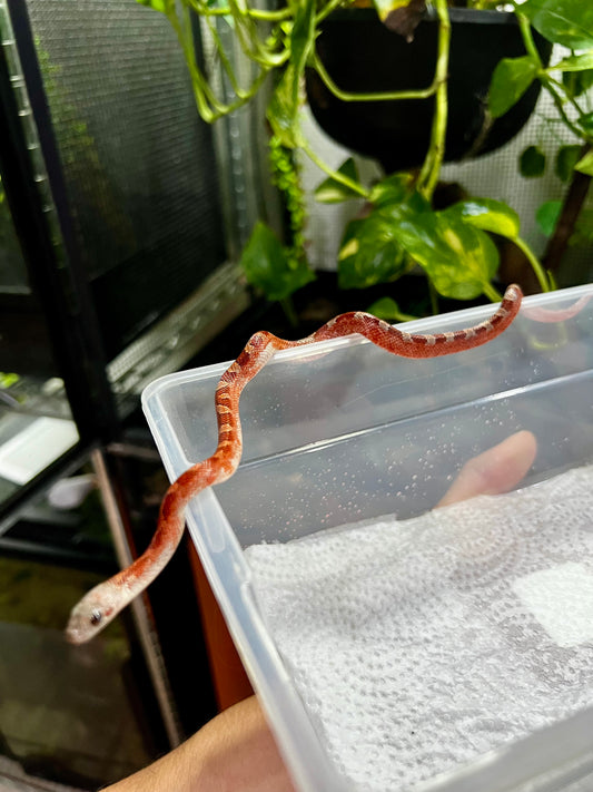 SERPIENTE MAICERA BLOOD RED PIED SIDE MACHO 14