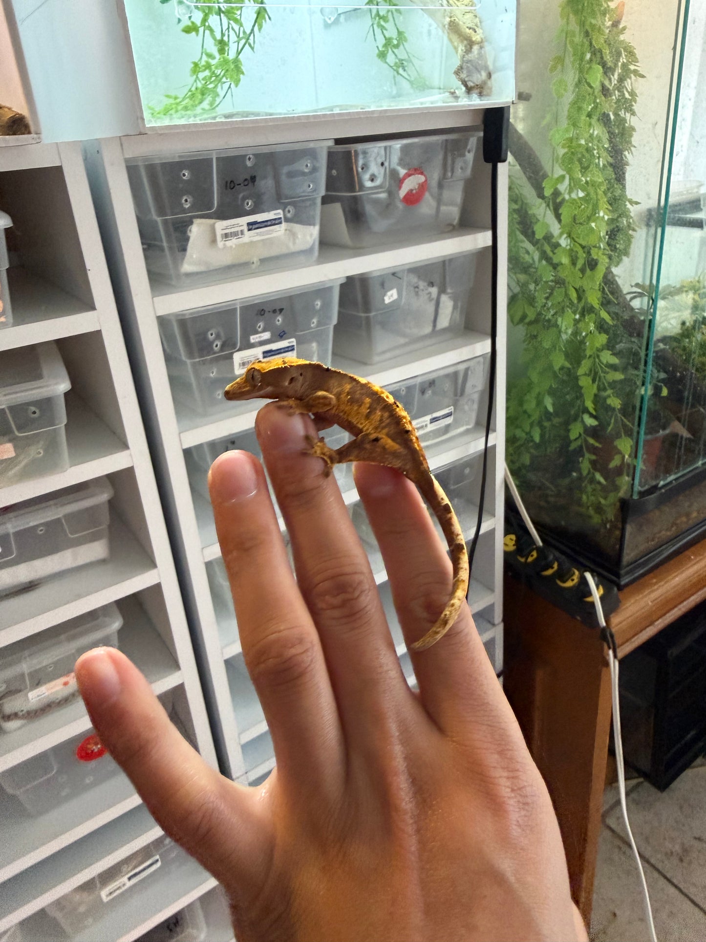 GECKO LEOPARDO FLAME DALMATION JUVENIL