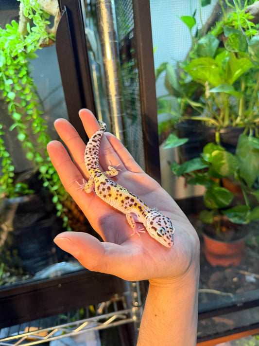 GECKO LEOPARDO MACK SNOW HET BELL 123
