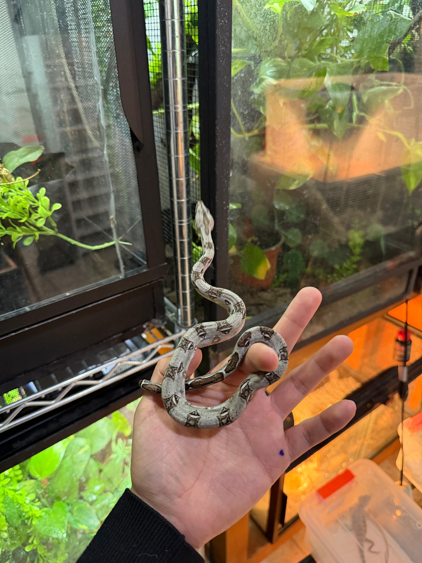 BOA MEXICANA LOCALIDAD SONORA MACHO S1M