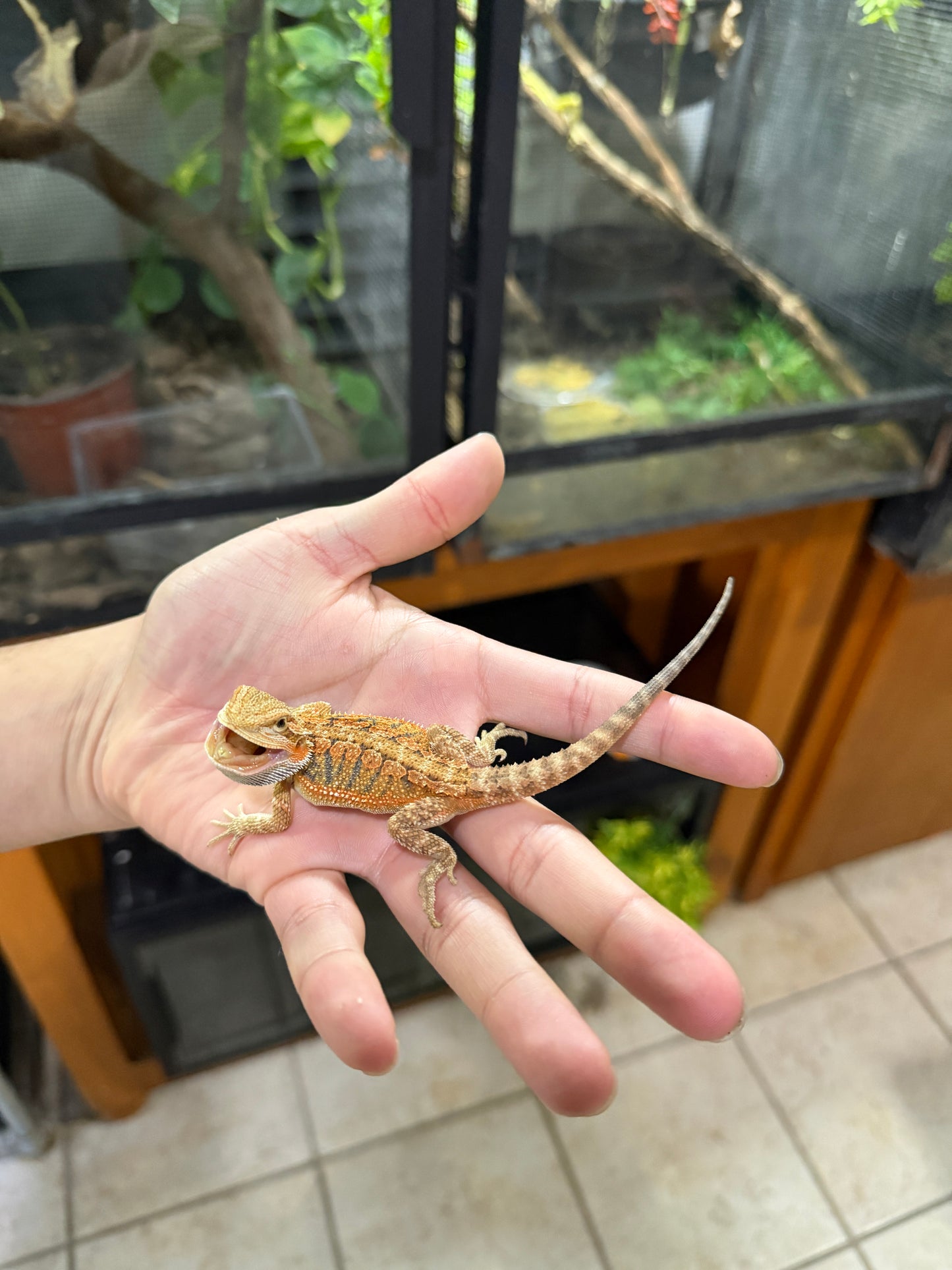 DRAGÓN BARBUDO ROJIZO JUVENIL 7