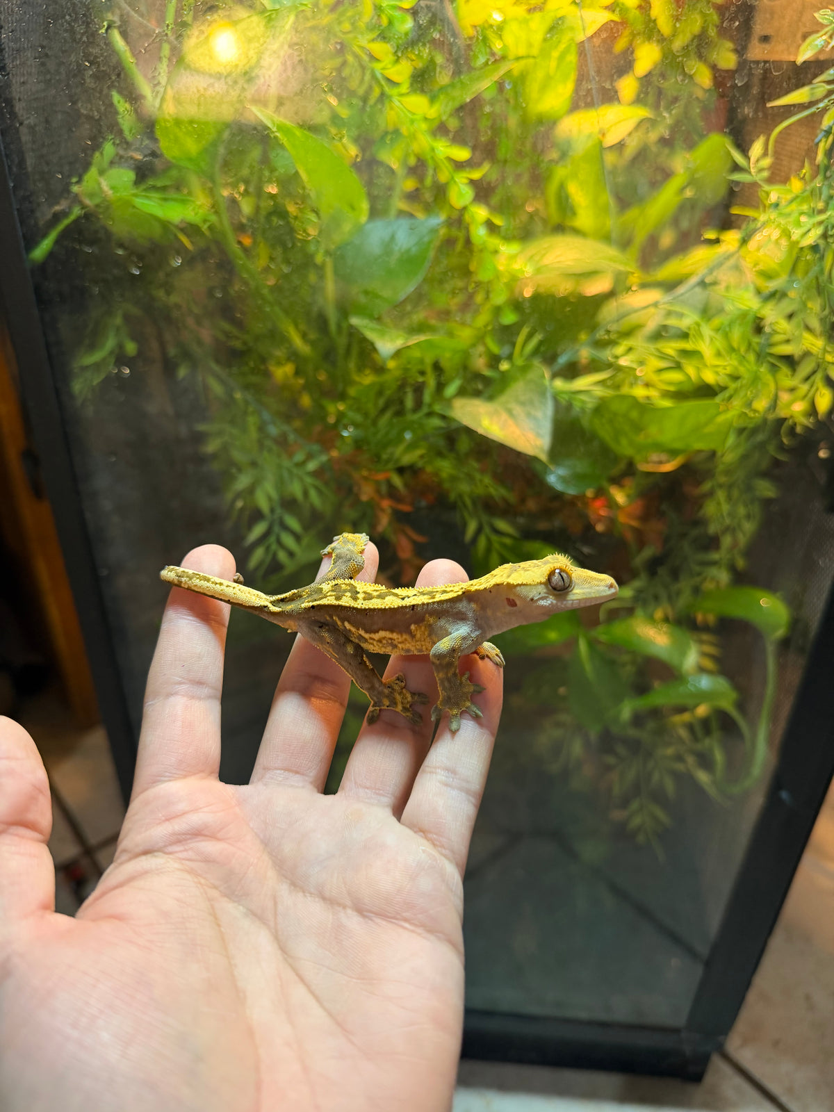 GECKO CRESTADO YELLOW FLAME HARLEQUIN DALMATIAN JUVENIL 6