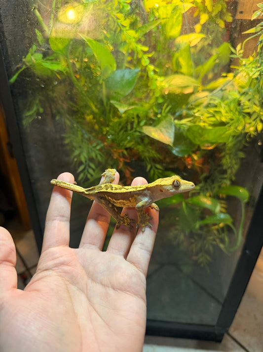 GECKO CRESTADO YELLOW FLAME HARLEQUIN DALMATIAN JUVENIL 6