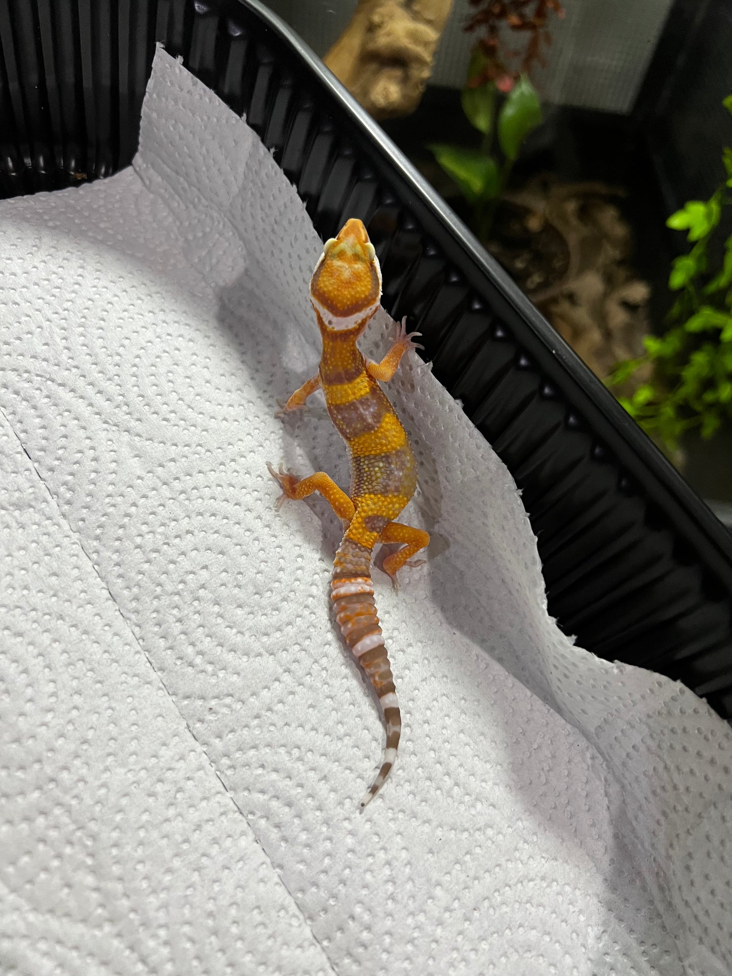 TANGERINE TREMPER 3