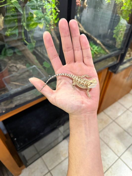 DRAGÓN BARBUDO NOMINAL CRIA 6