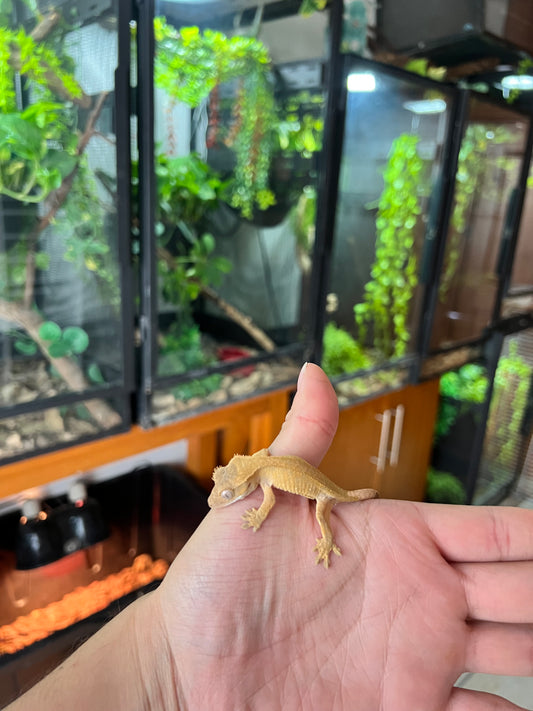 Gecko crestado