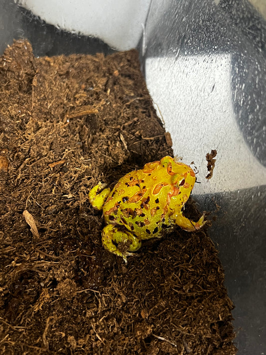 RANA PACMAN ALBINA