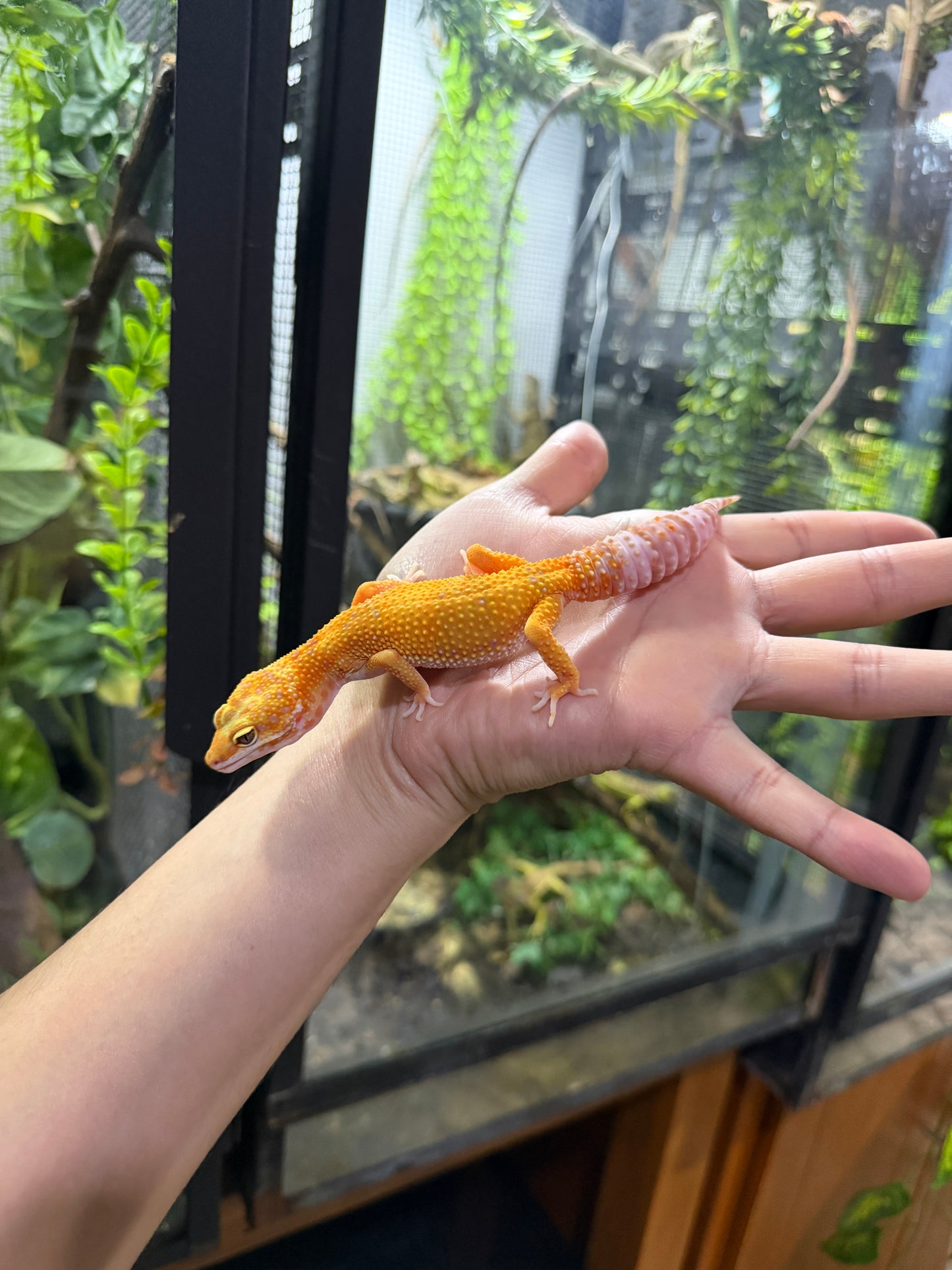 GECKO LEOPARDO RAINWATER HET MP PH ECLIPSE 039