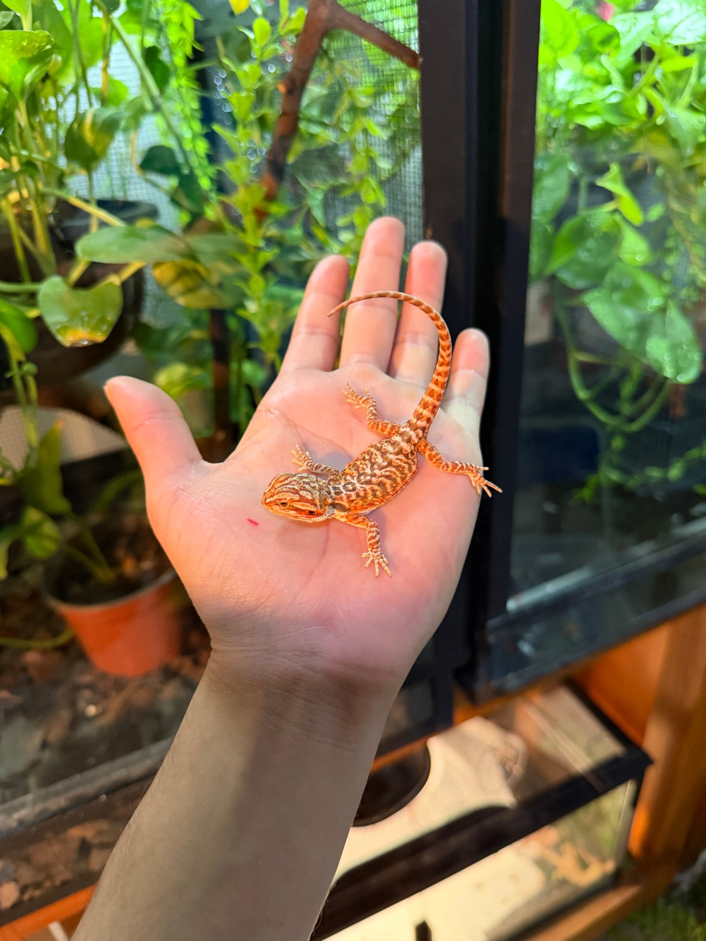 DRAGÓN BARBUDO HYPO LEATHERBACK 6