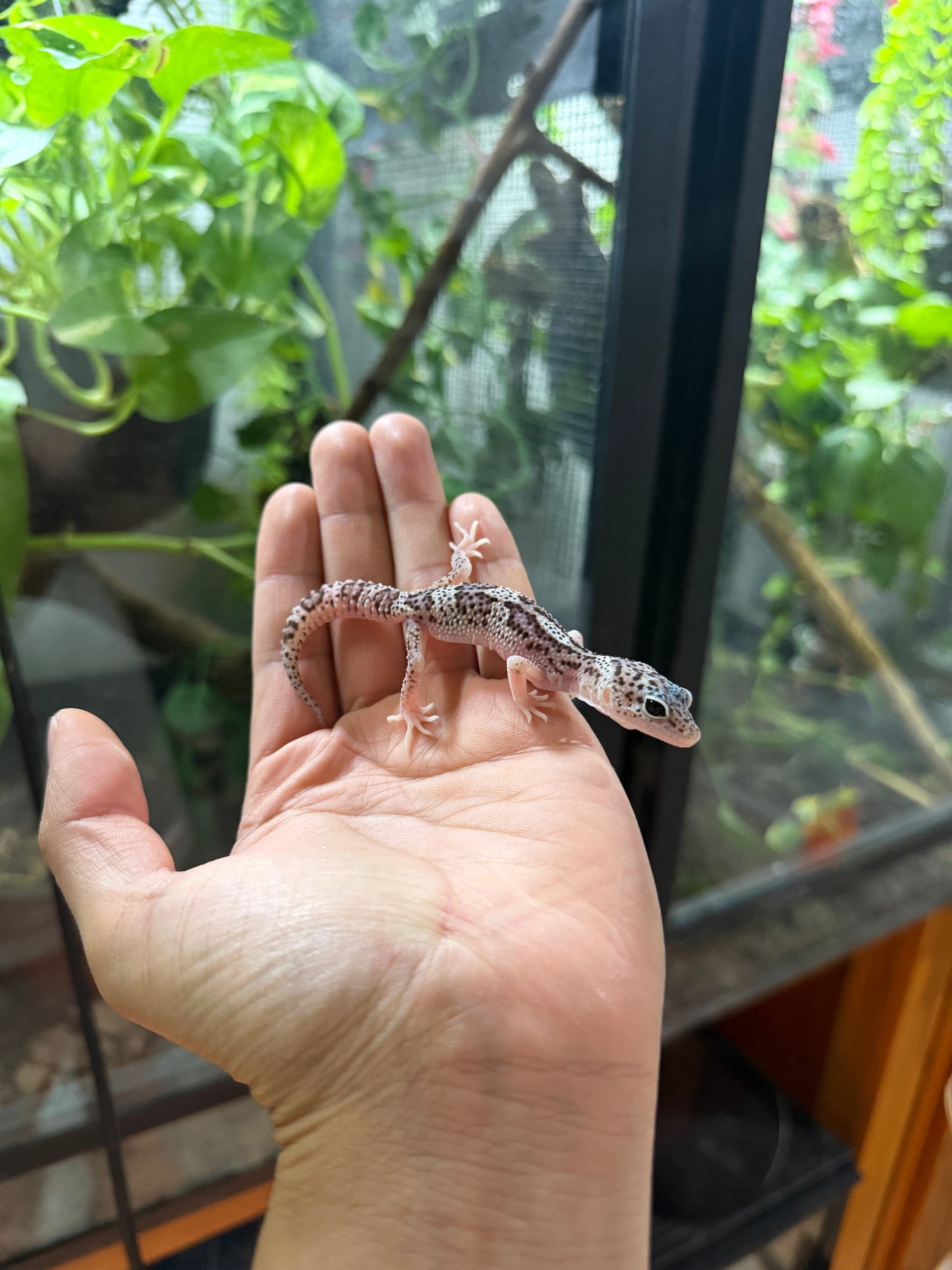 GECKO LEOPARDO MACK SNOW HET RADAR POSS HET BLIZZARD