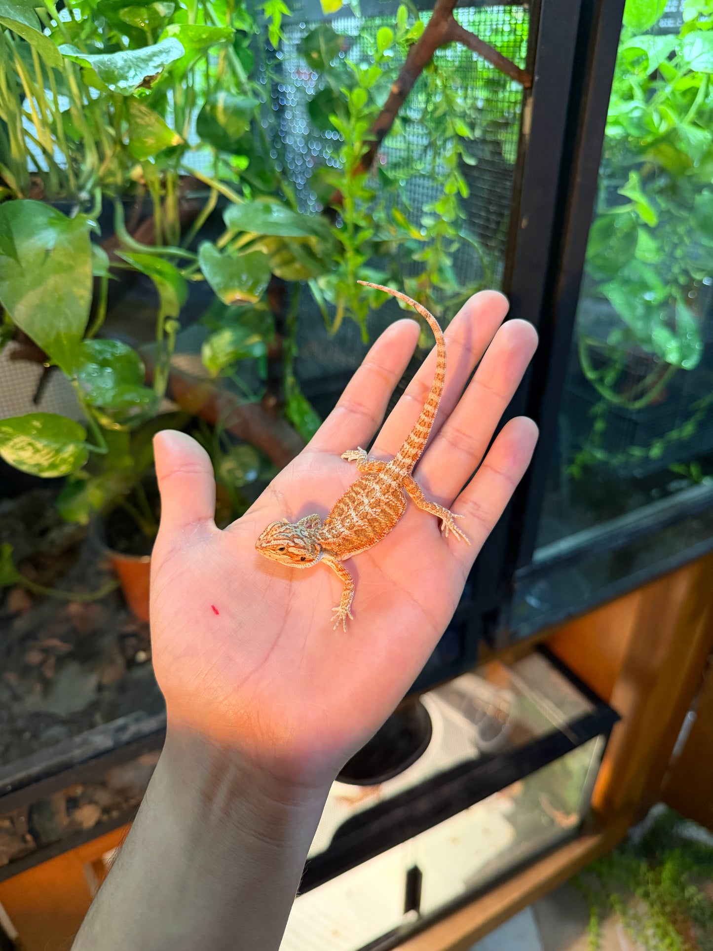 DRAGÓN BARBUDO ROJIZO 3