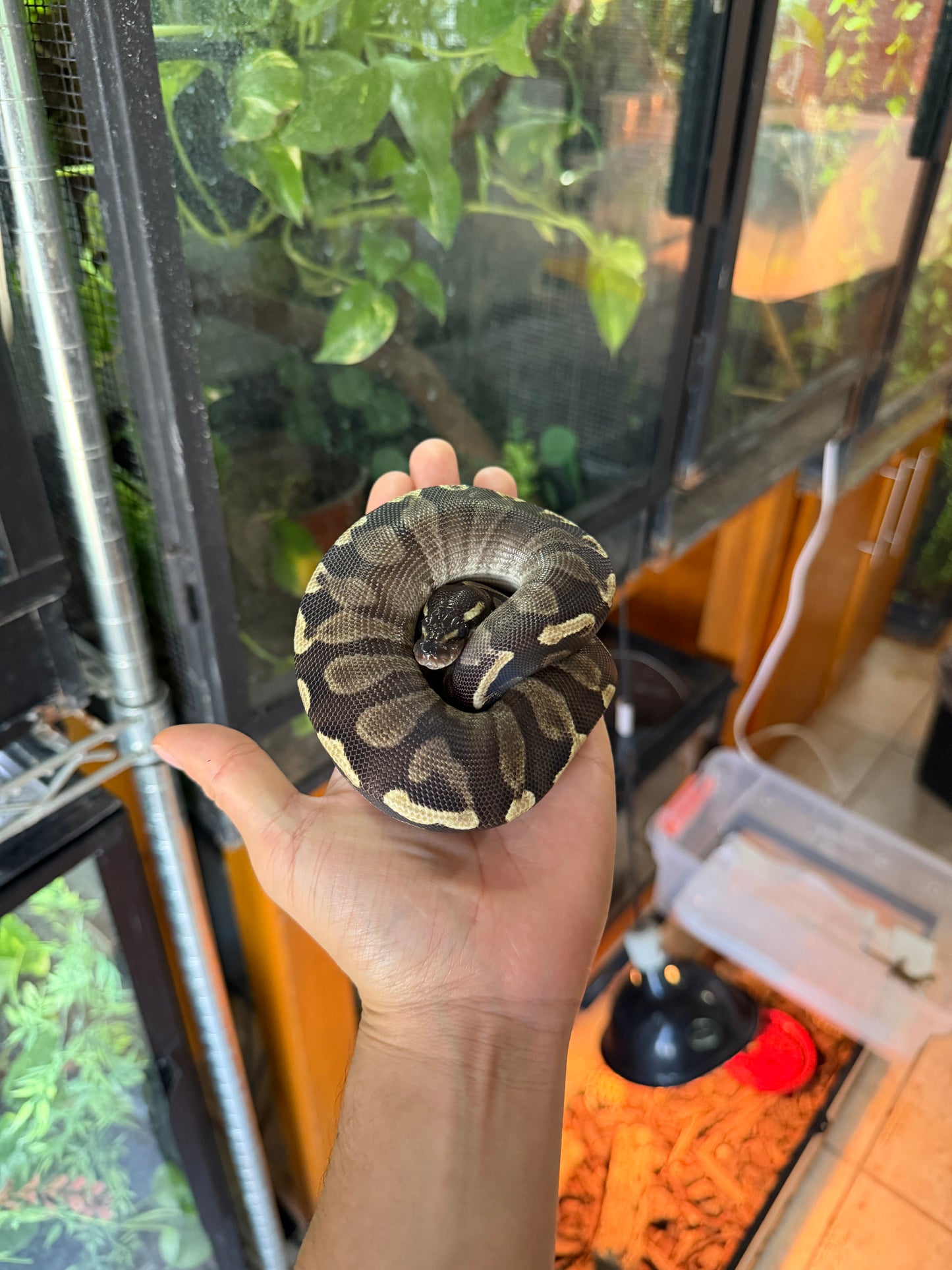 PITÓN BOLA MOJAVE GHI HEMBRA (CON MICROCHIP)