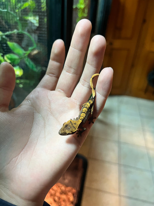 Gecko crestado BBY