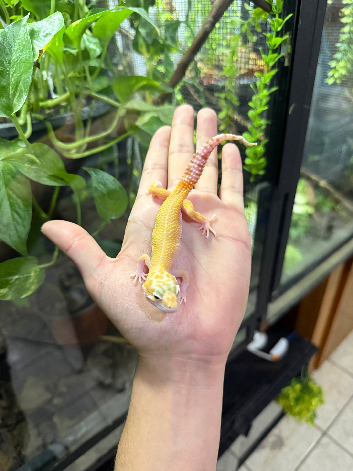 Gecko leopardo RAPTOR 53