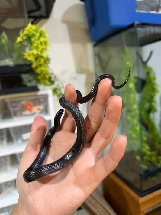 REY NEGRA MEXICANA HEMBRA 3