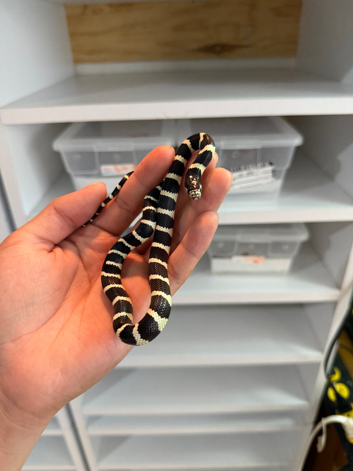 SERPIENTE REY DE CALIFORNIA BANDEADA