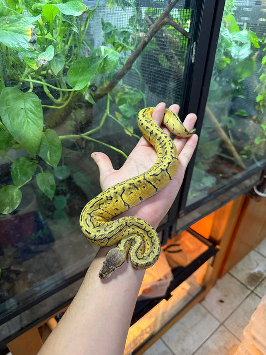 PITÓN BOLA LEMONBLAST HET AXANTHIC VPI MACHO 12