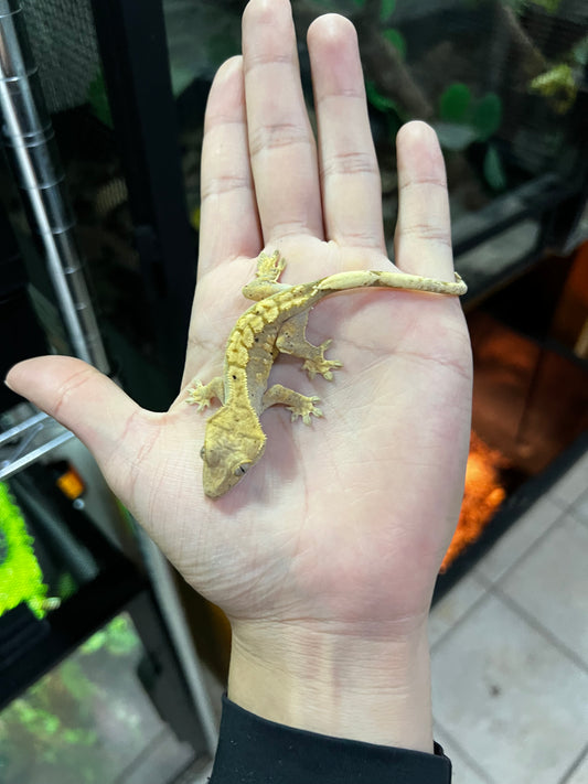 GECKO CRESTADO Harleyqueen dalmatian