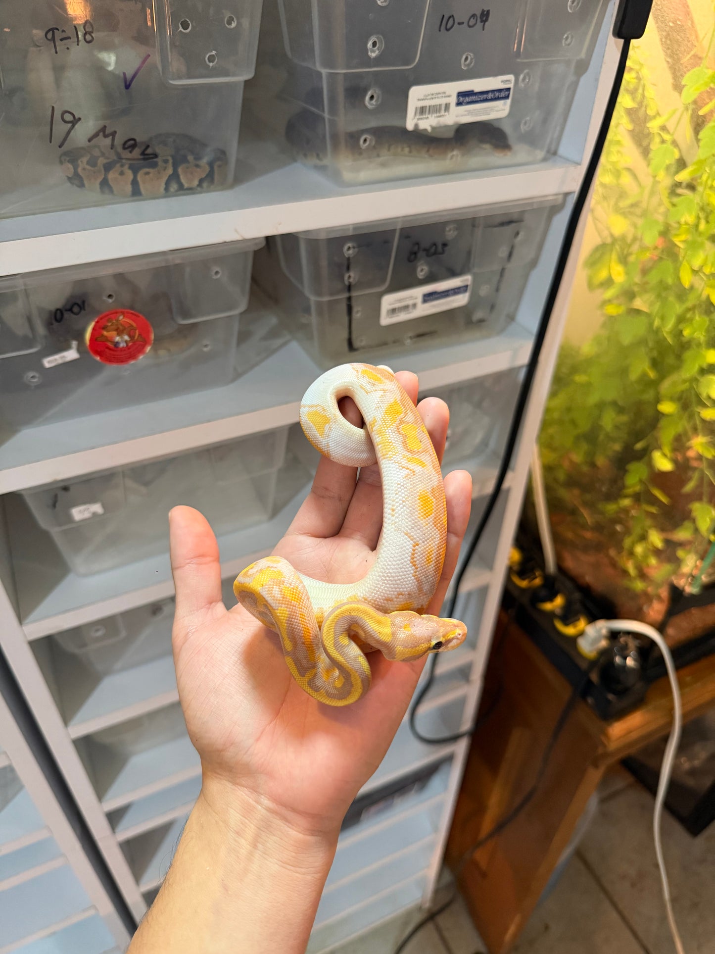 PITÓN BOLA BANANA PIED 20-02