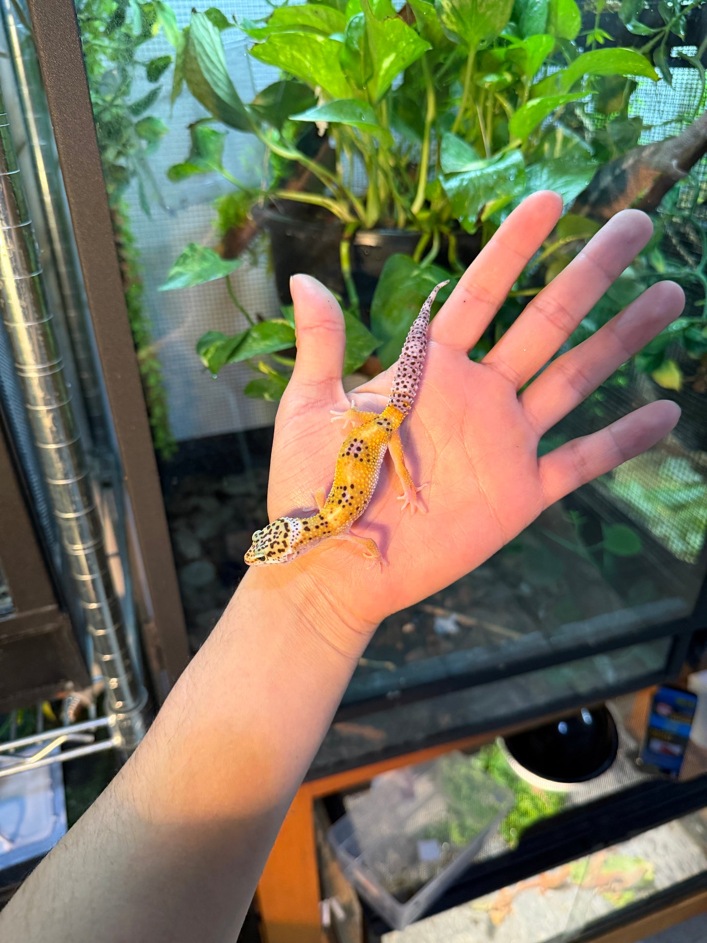 GECKO LEOPARDO HY 110