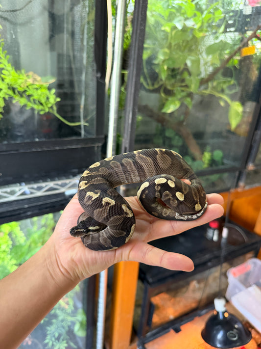 PITÓN BOLA MOJAVE GHI HEMBRA (CON MICROCHIP)