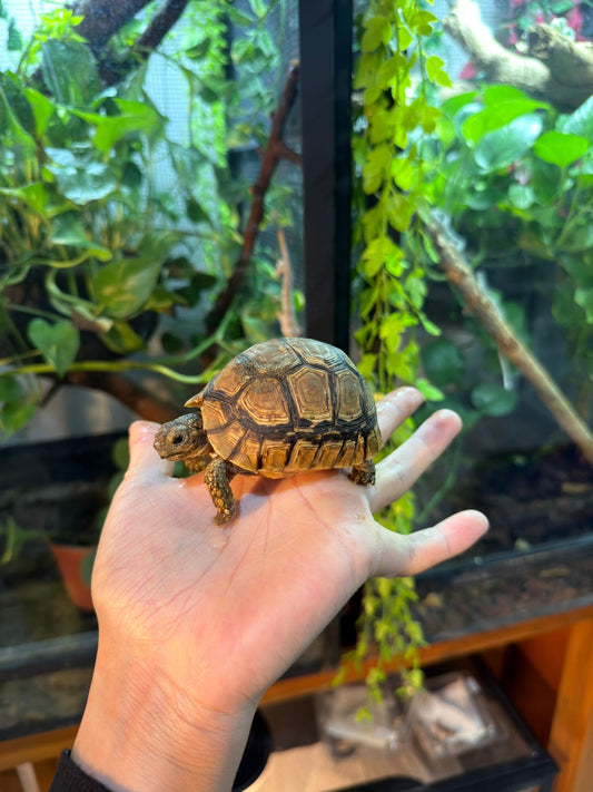 TORTUGA LEOPARDO JUVENIL