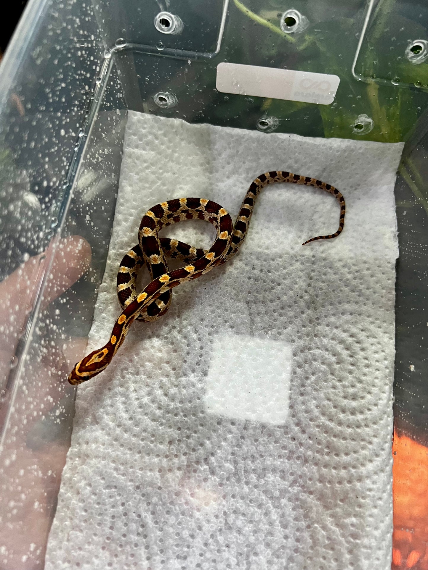 SERPIENTE MAICERA NOMINAL 13