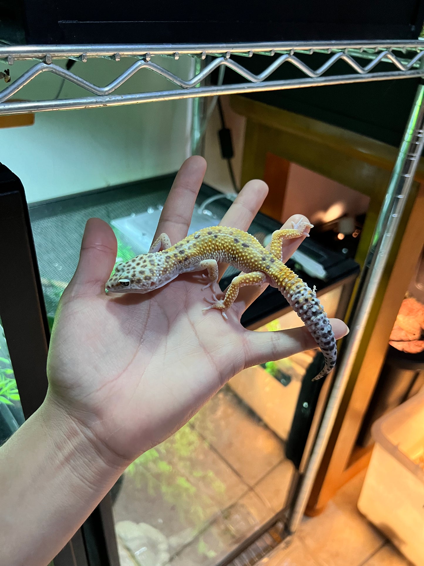 HYPO TANGERINE MACHO 18
