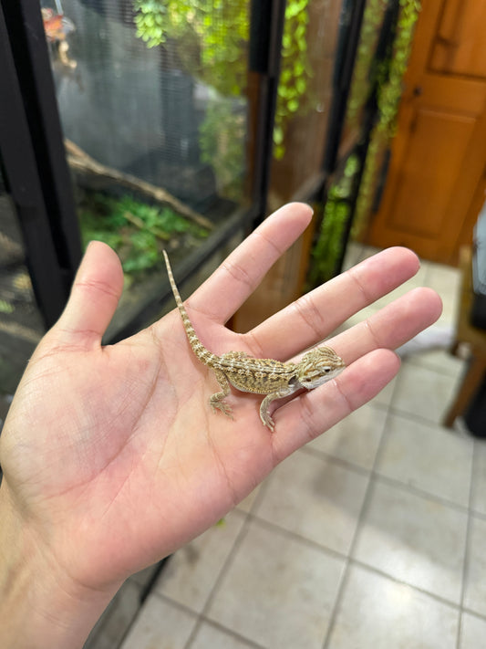 DRAGÓN BARBUDO NOMINAL CRIA 3