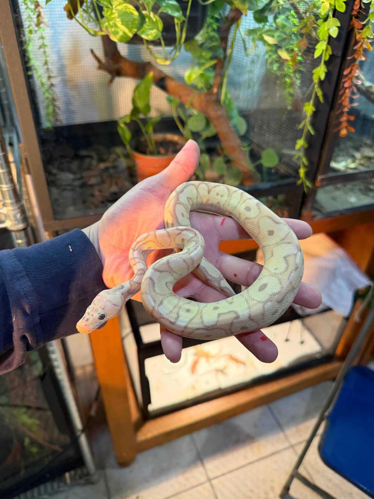 CLOWN BANANA PASTEL YELLOWBELLY MACHO