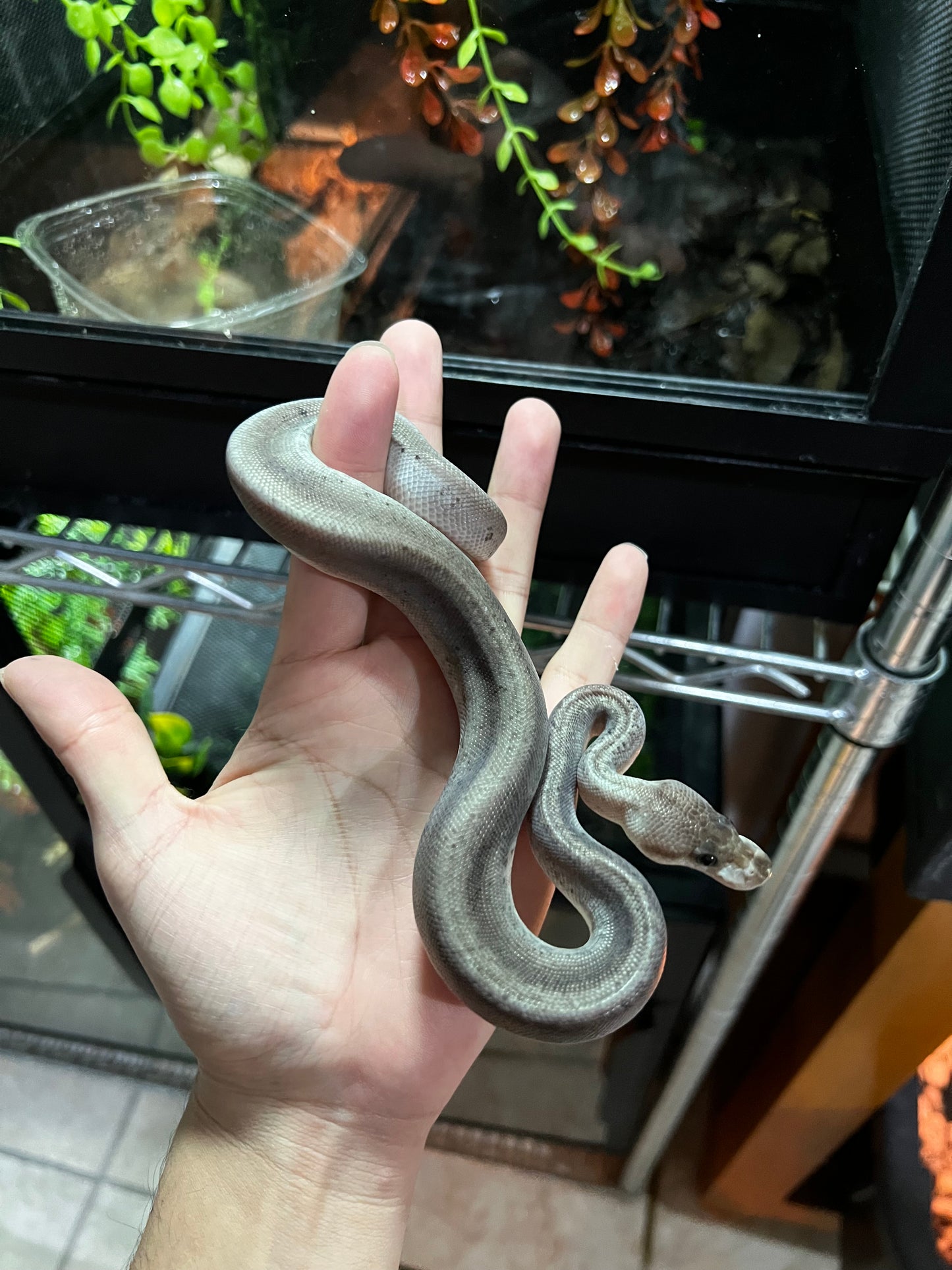 CINNAMON BLACK PASTEL MACHO 41
