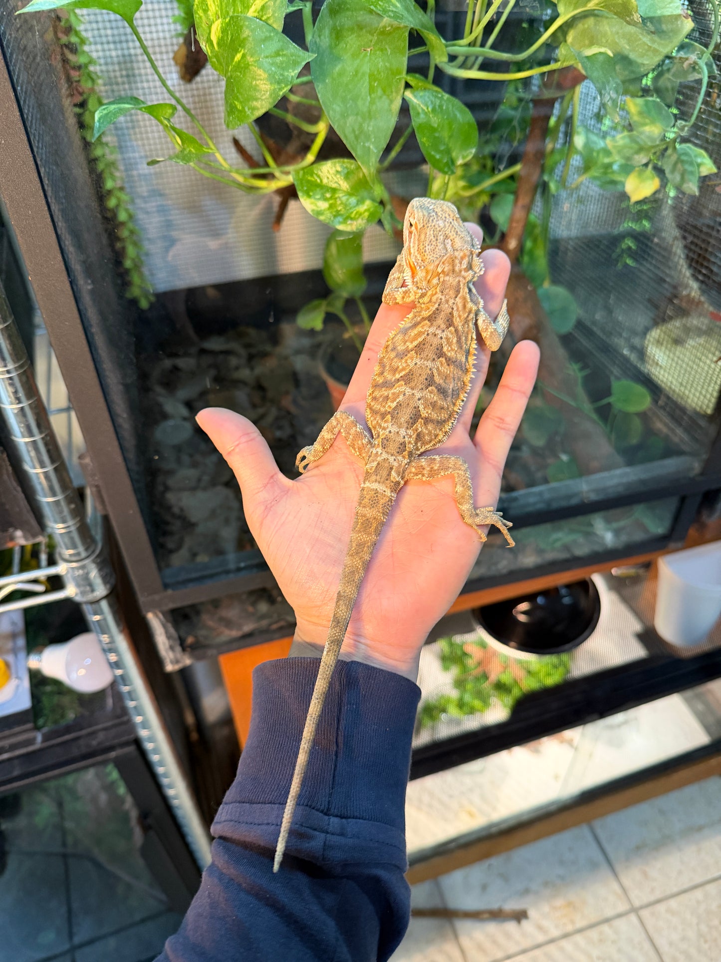 Pogona juvenil leatherback